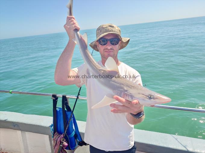 5 lb Starry Smooth-hound by Mark Harris