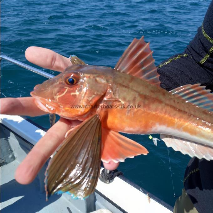 1 lb 4 oz Tub Gurnard by Tom