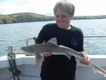 8 lb Starry Smooth-hound by Unknown