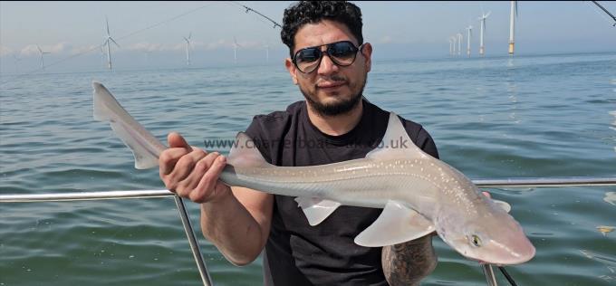 4 lb 14 oz Starry Smooth-hound by Vee