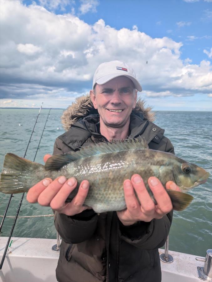 3 lb Baillon's Wrasse by Rob