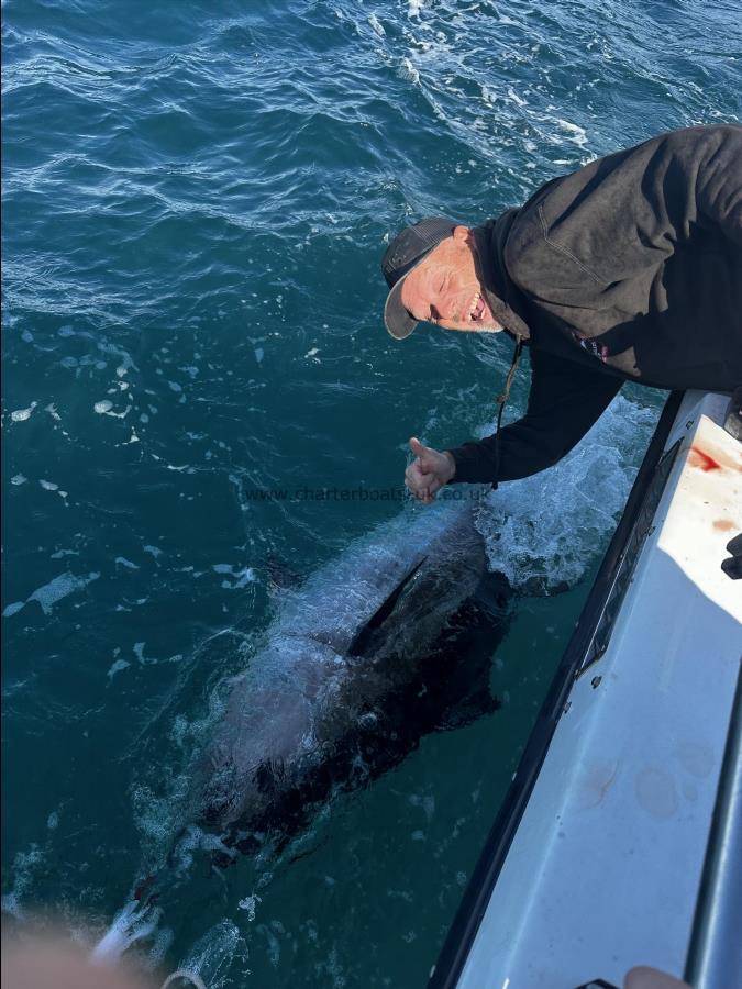 300 lb Bluefin Tuna by Unknown