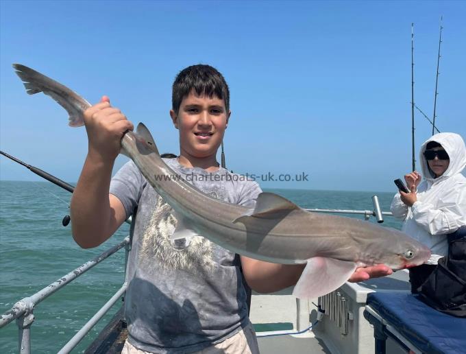 7 lb Smooth-hound by Unknown