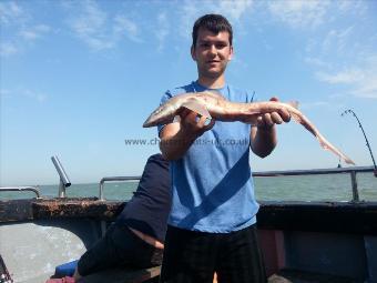 3 lb 4 oz Starry Smooth-hound by Elliott Party