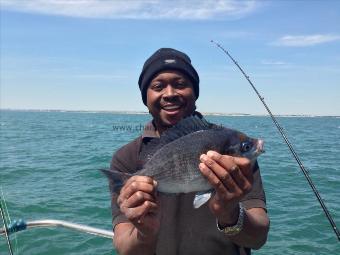 1 lb 12 oz Black Sea Bream by Unknown