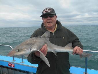 8 lb 10 oz Starry Smooth-hound by Ray Lewis, Salisbury Anchor SAC