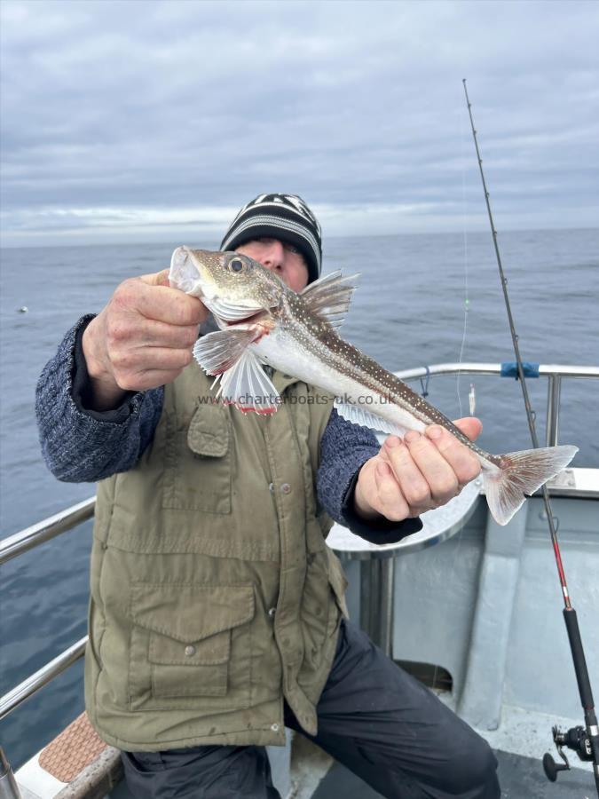 1 lb 10 oz Grey Gurnard by Unknown