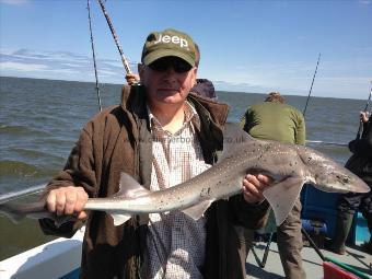 7 lb 9 oz Starry Smooth-hound by Rob Lever