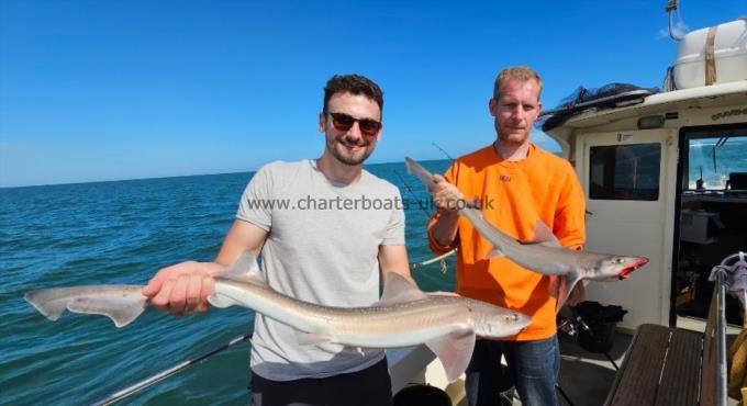 7 lb Starry Smooth-hound by Sam