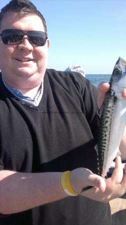 1 lb Mackerel by mike