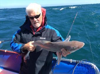 7 lb 8 oz Starry Smooth-hound by Unknown