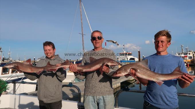 6 lb Starry Smooth-hound by Luke, Terry and Guest