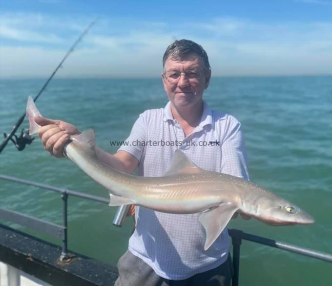 8 lb Starry Smooth-hound by Unknown