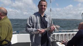 3 lb Starry Smooth-hound by Unknown