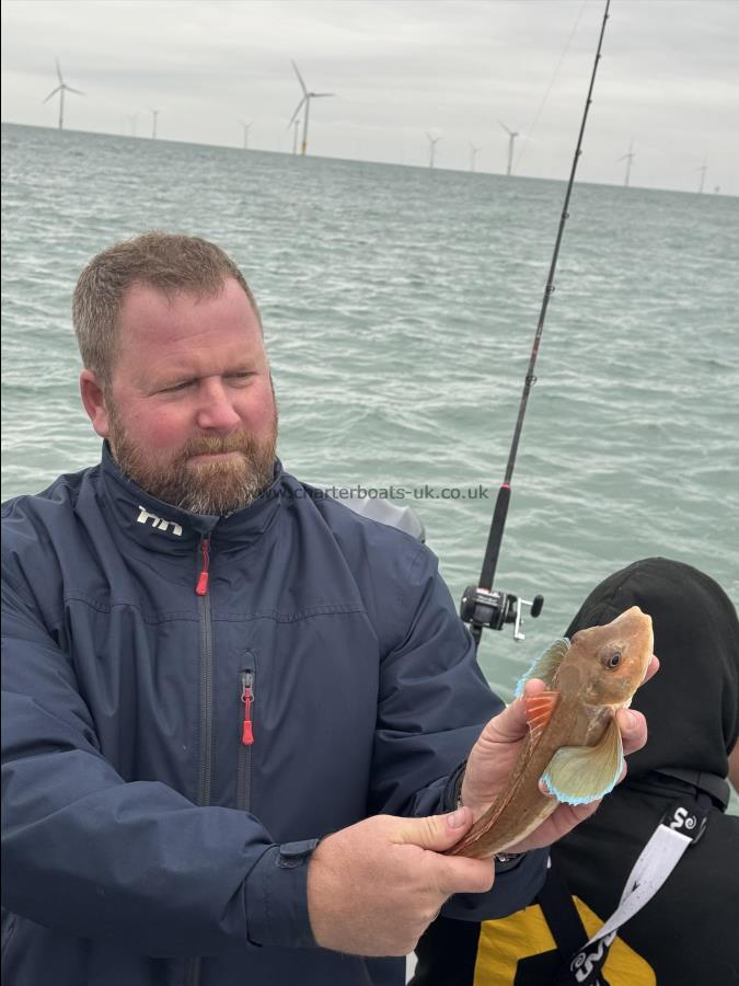 2 lb 2 oz Tub Gurnard by Unknown