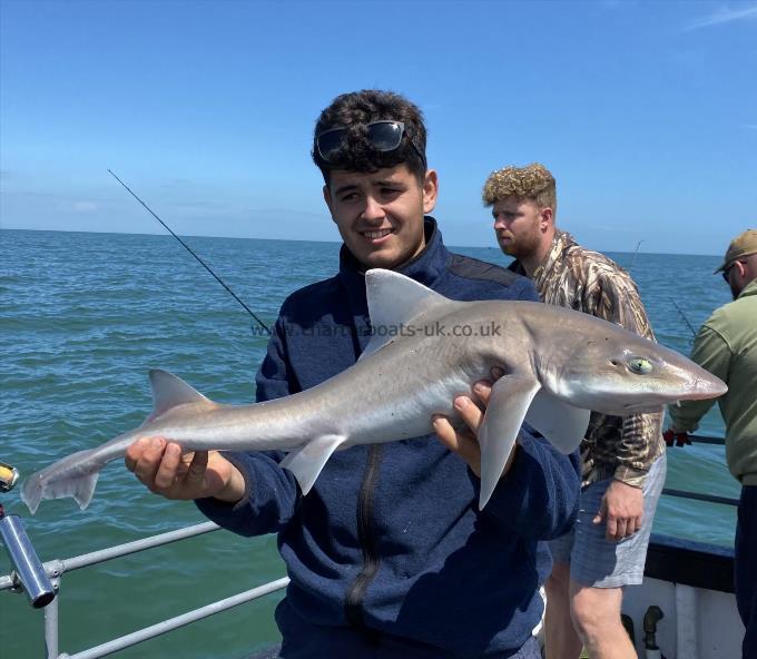 7 lb Smooth-hound (Common) by Unknown