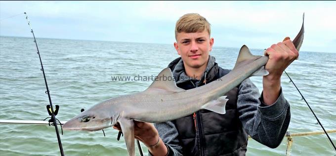 8 lb 6 oz Smooth-hound (Common) by Reg