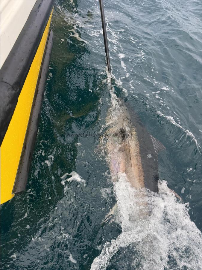 300 lb Bluefin Tuna by Unknown