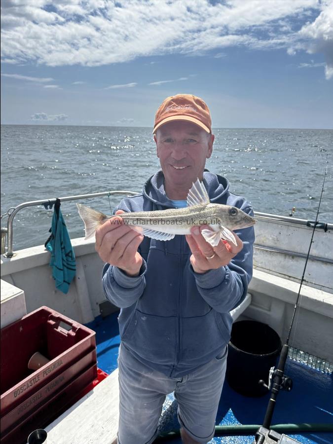 1 lb Grey Gurnard by Unknown