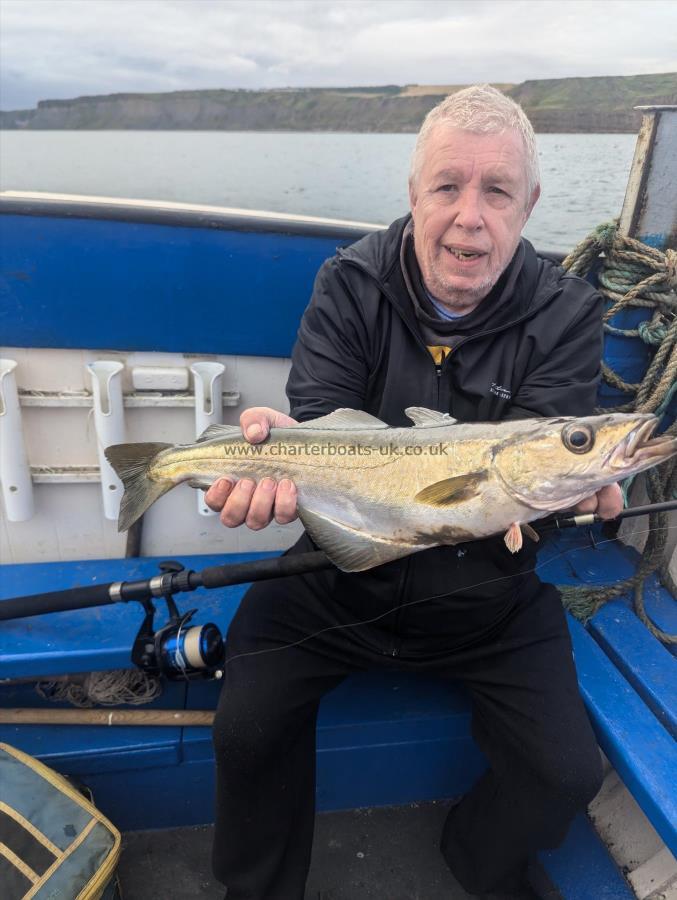 4 lb 10 oz Pollock by Unknown