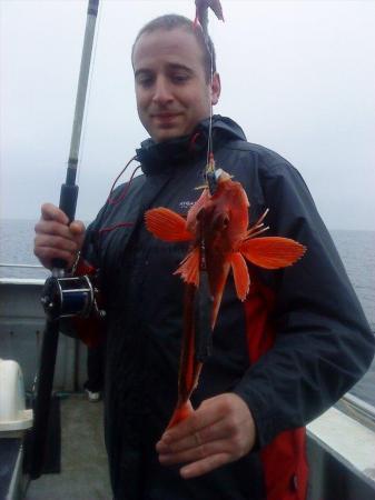 1 lb 8 oz Red Gurnard by Unknown