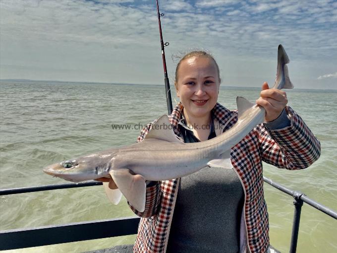 7 lb Smooth-hound (Common) by Unknown