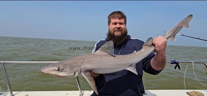 14 lb 1 oz Starry Smooth-hound by Keith
