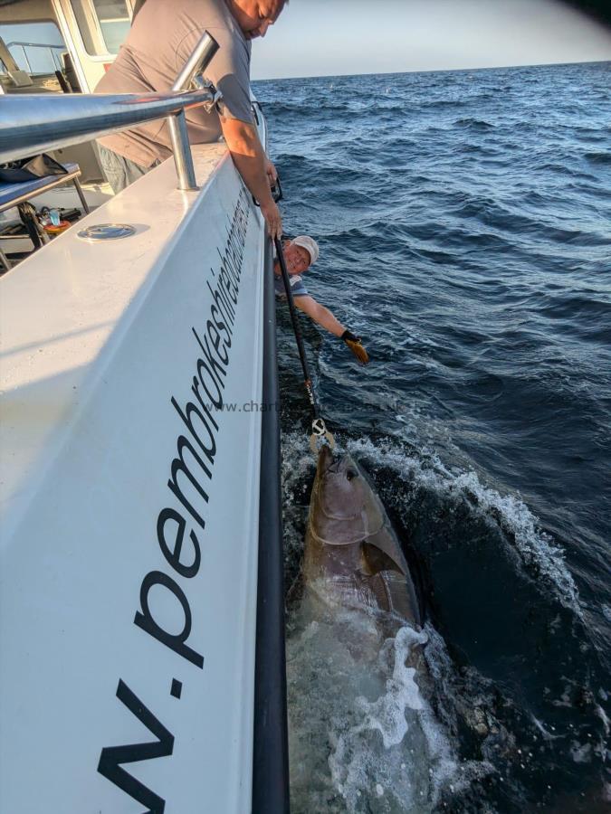 250 lb Bluefin Tuna by Unknown