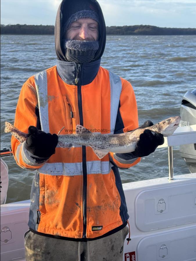 2 lb 4 oz Lesser Spotted Dogfish by David