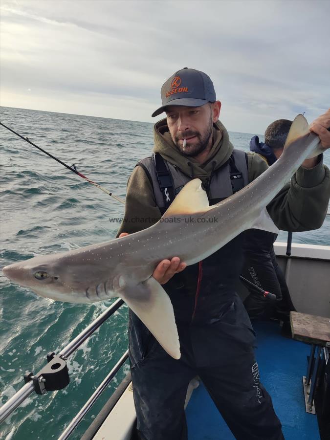 12 lb Starry Smooth-hound by Unknown