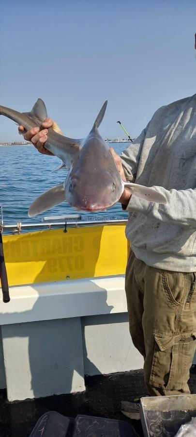 8 lb Smooth-hound (Common) by Unknown