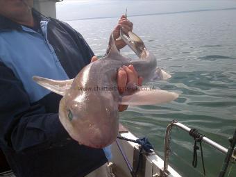 8 lb Starry Smooth-hound by steven hemmings