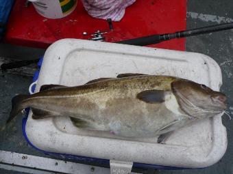 9 lb 8 oz Cod by nice one for Steve Quinn