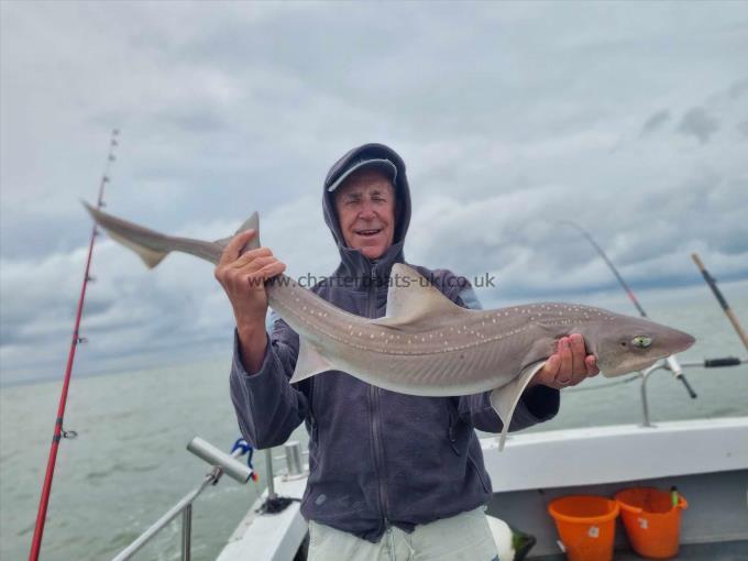 14 lb Starry Smooth-hound by Mick