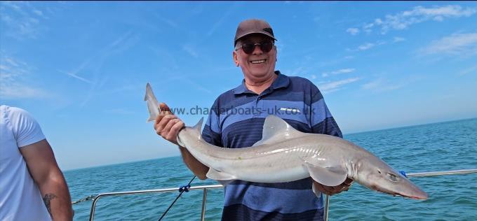 12 lb 6 oz Smooth-hound (Common) by Pete