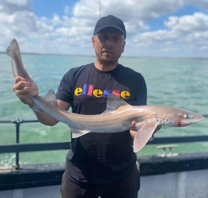 7 lb Smooth-hound (Common) by Unknown