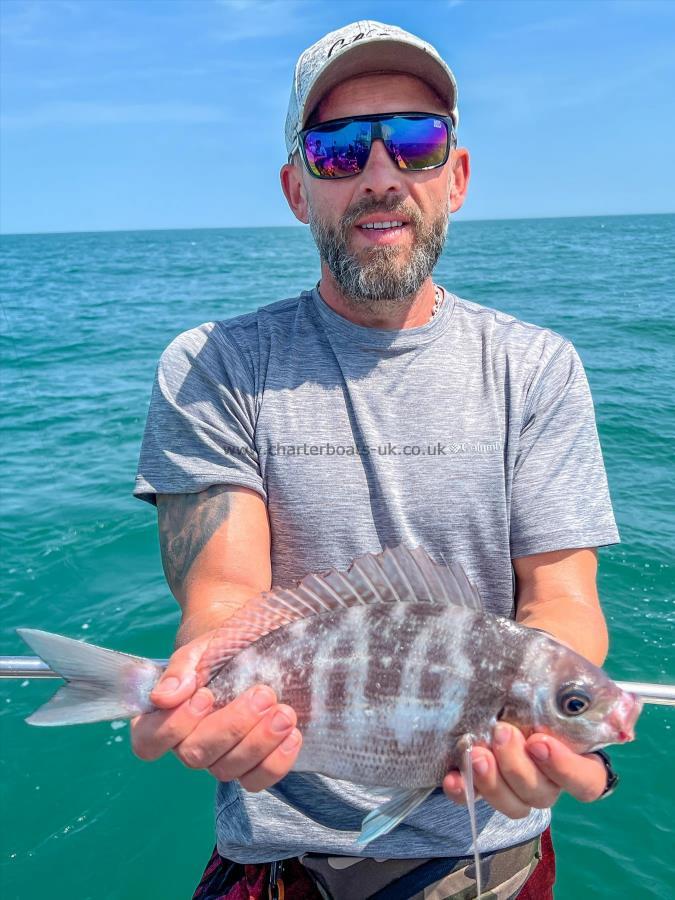 2 lb Black Sea Bream by Anton