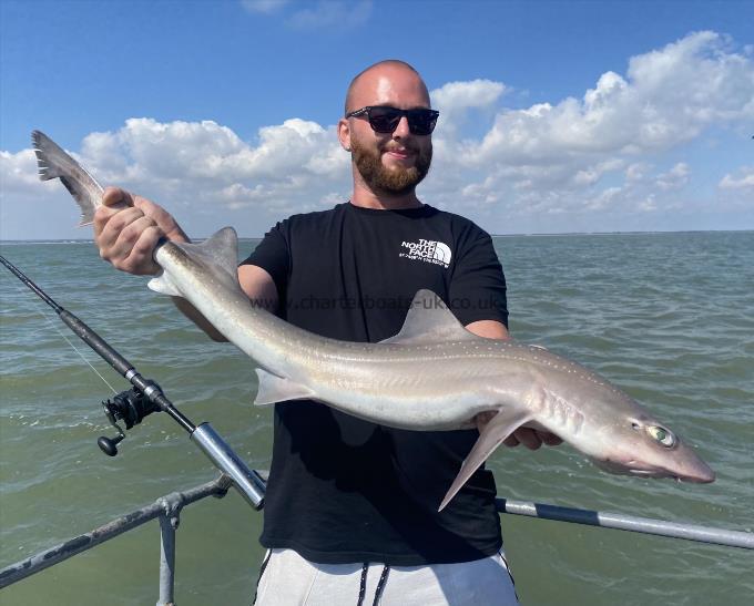 7 lb Smooth-hound (Common) by Unknown