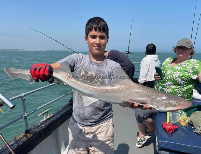 8 lb Starry Smooth-hound by Unknown