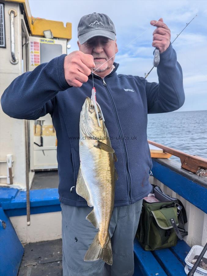 4 lb 8 oz Pollock by Kevin D