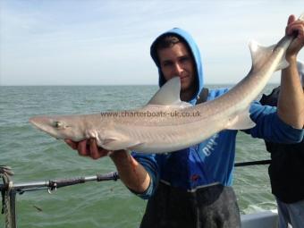 12 lb Smooth-hound (Common) by Unknown