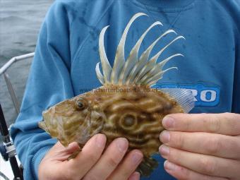 1 lb John Dory by Unknown