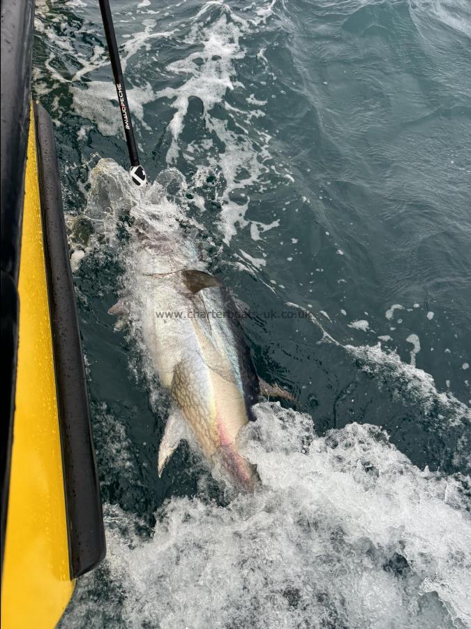 260 lb Bluefin Tuna by Unknown