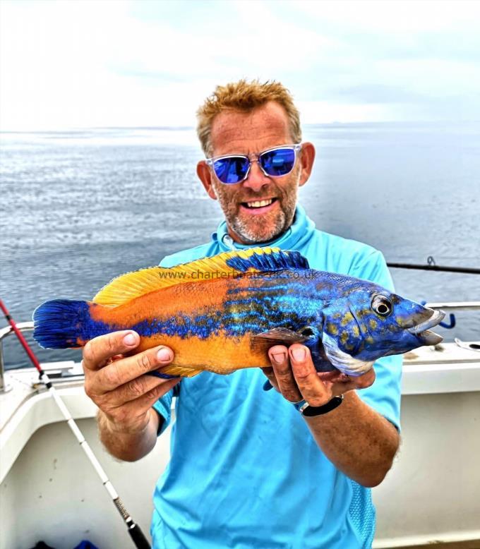 2 lb 7 oz Cuckoo Wrasse by Unknown