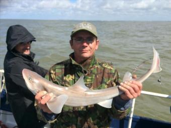 5 lb Smooth-hound (Common) by Unknown