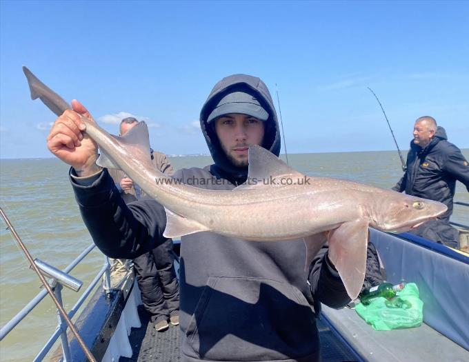 10 lb Smooth-hound (Common) by Unknown