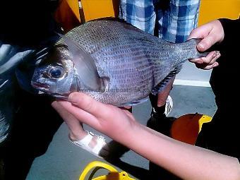 3 lb Black Sea Bream by Unknown