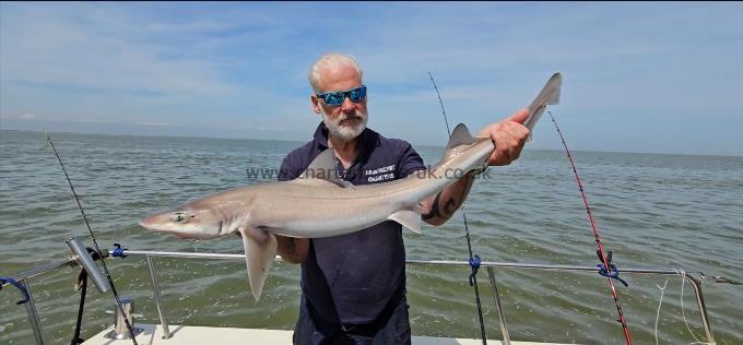 11 lb 14 oz Smooth-hound (Common) by Phil