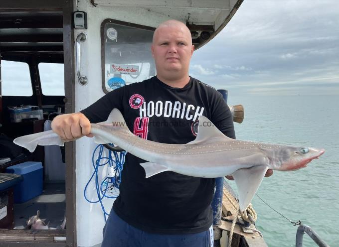 8 lb Starry Smooth-hound by Unknown