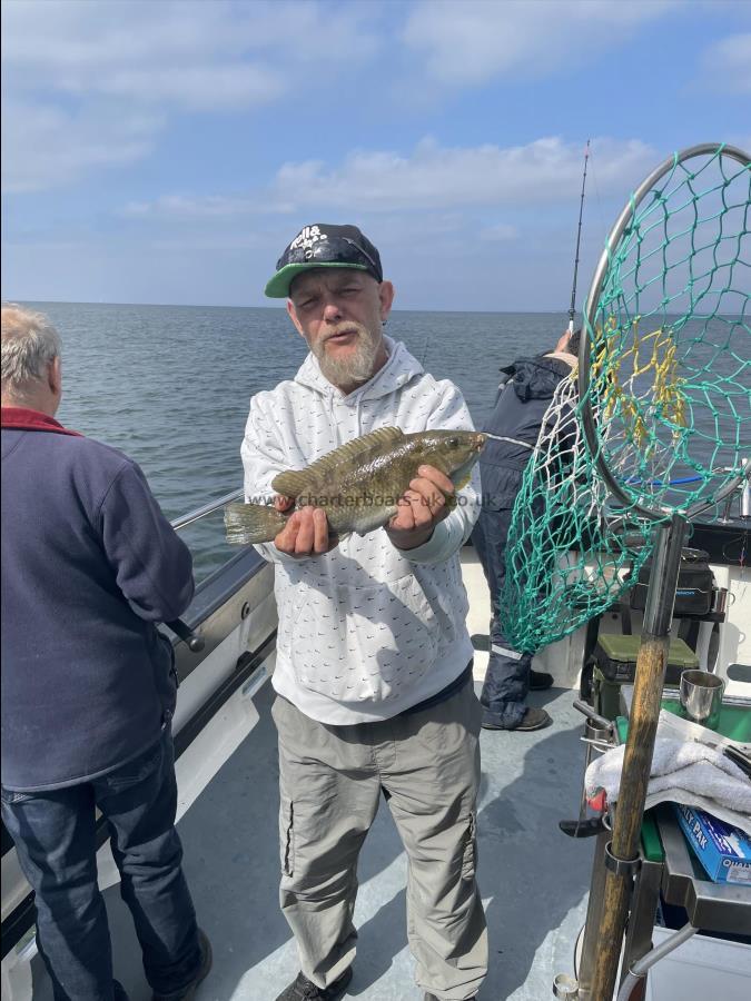 1 lb 9 oz Ballan Wrasse by Unknown